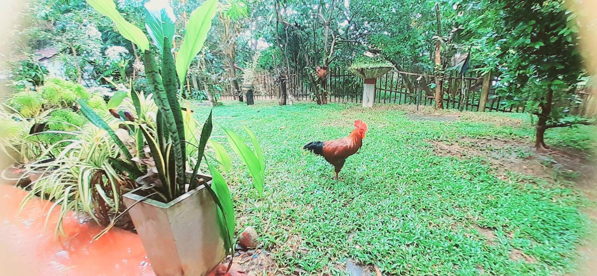 Bamboo Home Stay Hiriketiya Dikwella Ngoại thất bức ảnh